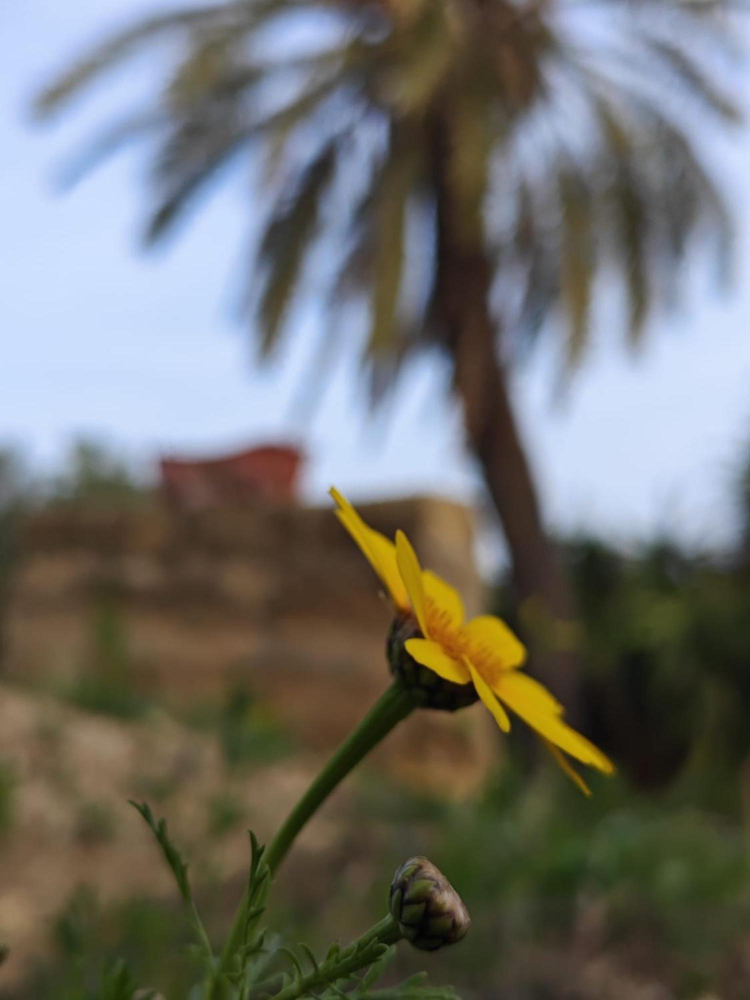Villa Amoroso - Ospitalita Mediterranea Agrigento Zewnętrze zdjęcie